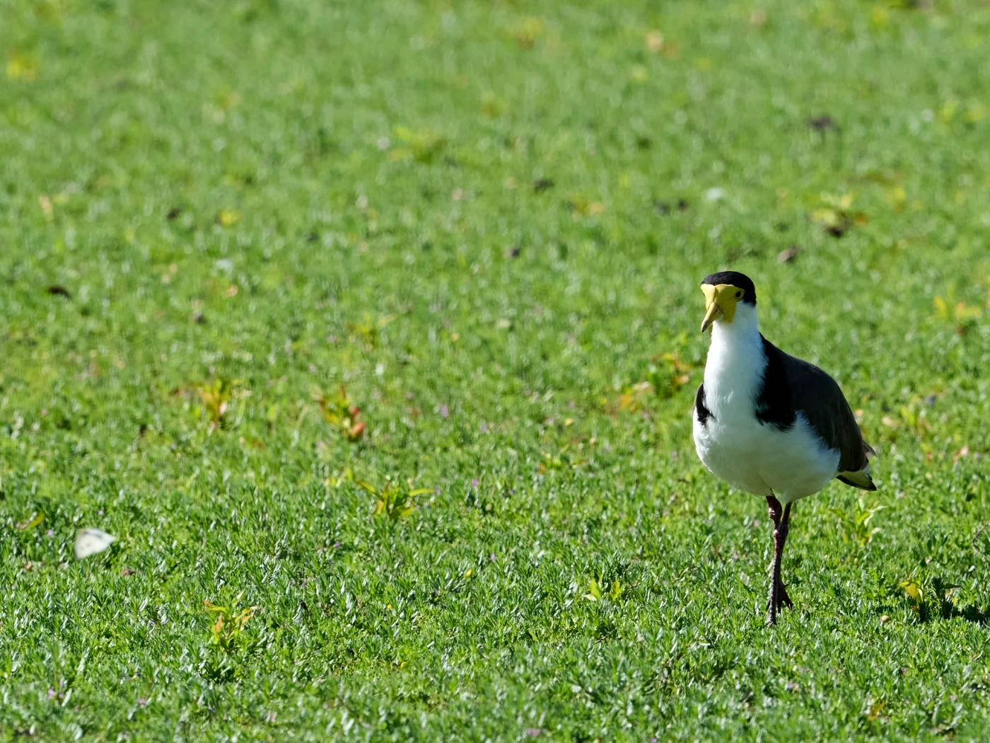 Wildlife