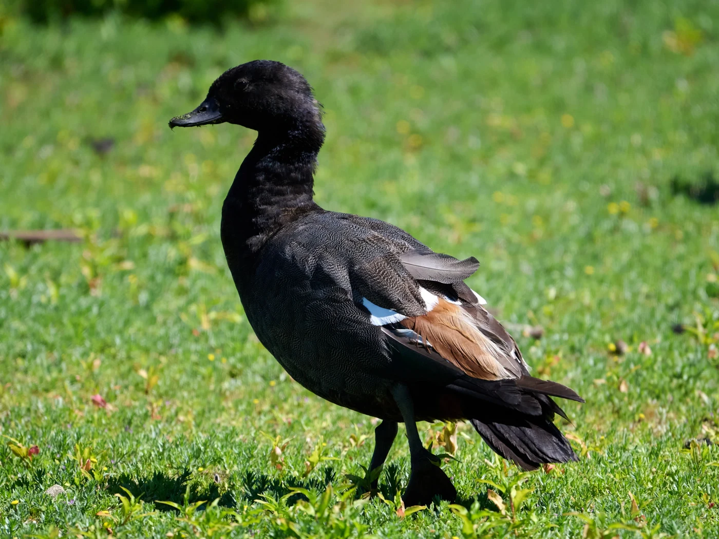 Wildlife