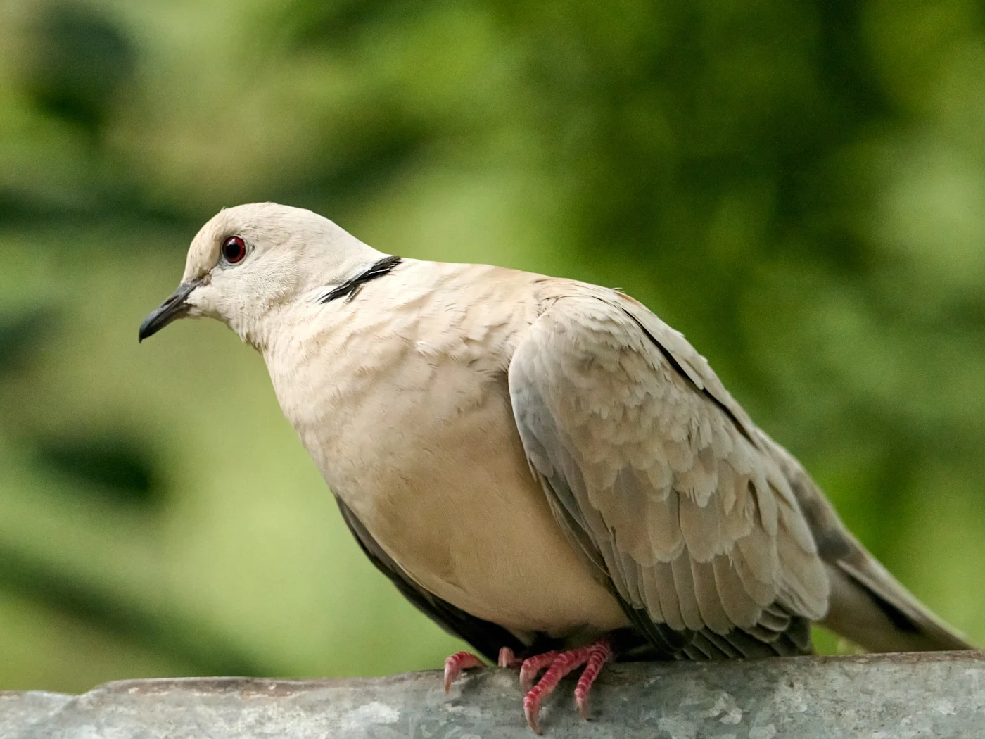 Wildlife