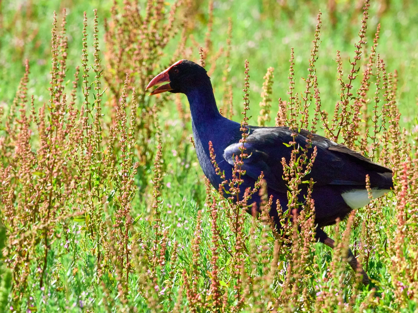 Wildlife