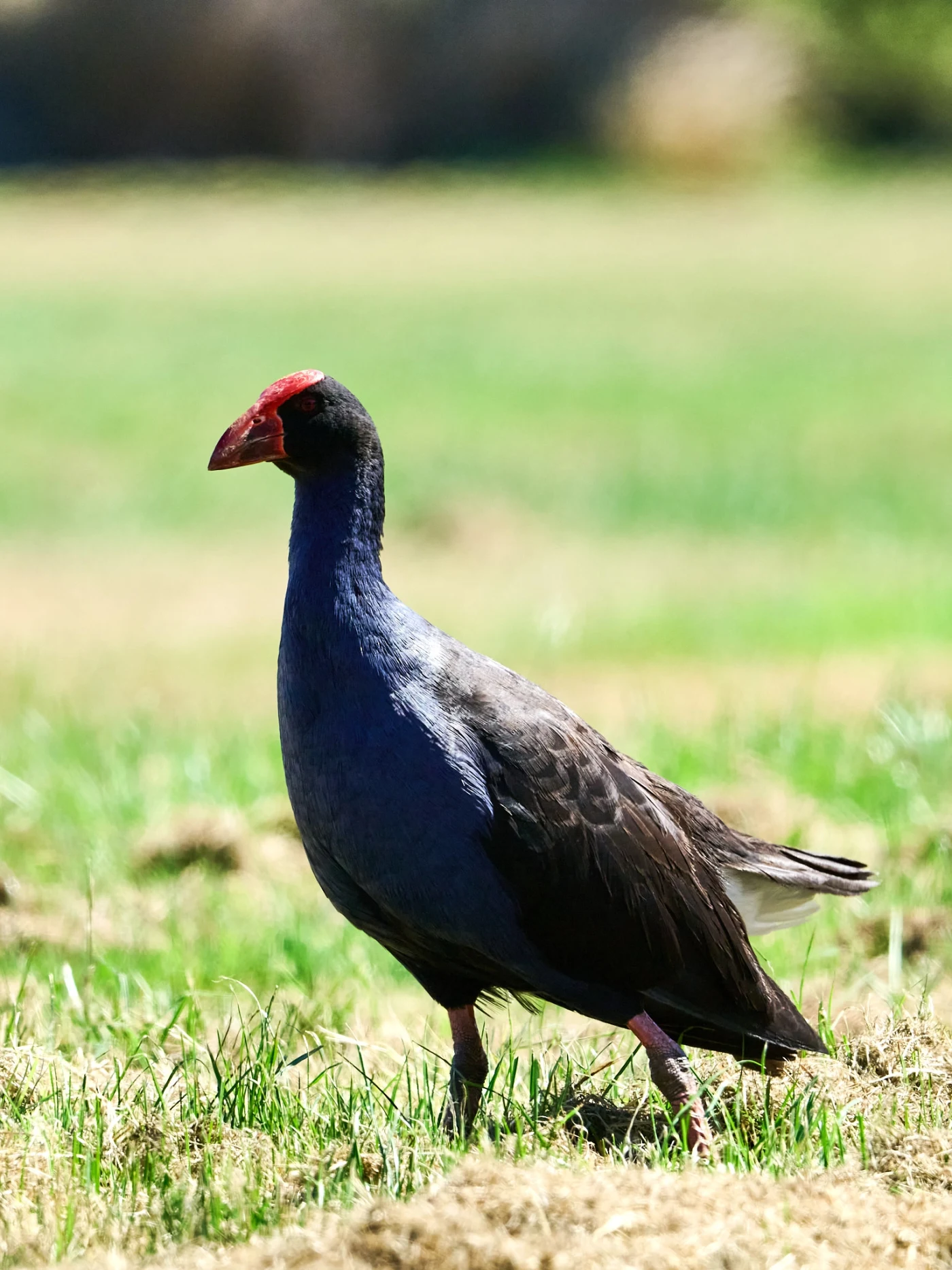 Wildlife