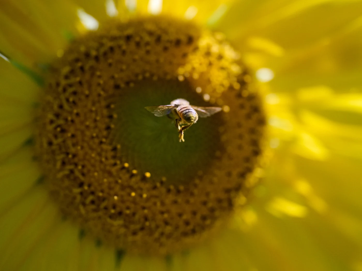 Macro