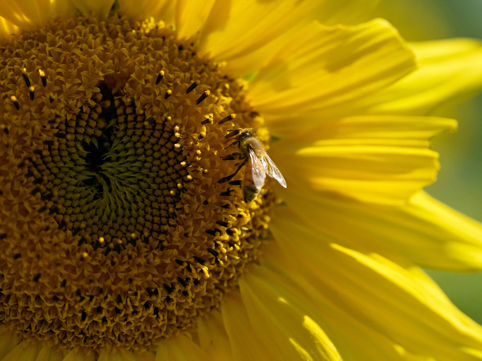 Macro